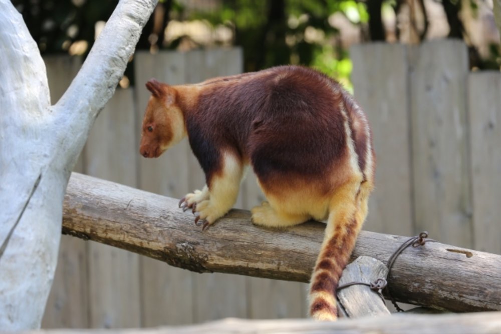 よこはま動物園ズーラシア キノボリカンガルー
