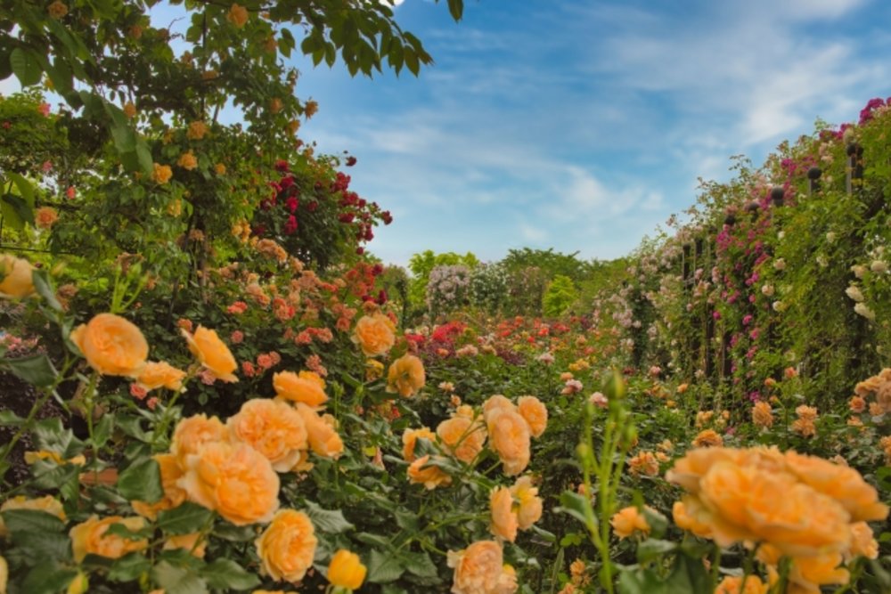 横浜イングリッシュガーデン
