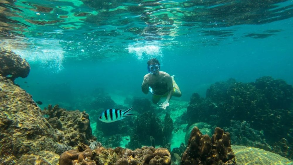 Go snorkeling and experience swimming with the fish in Koh Tao. Credit: barraganrafa88