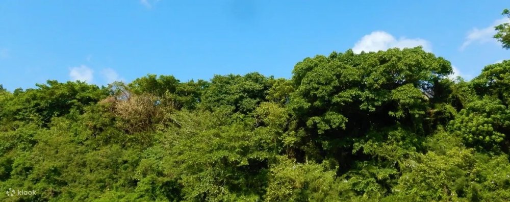 マングローブカヤックツアー