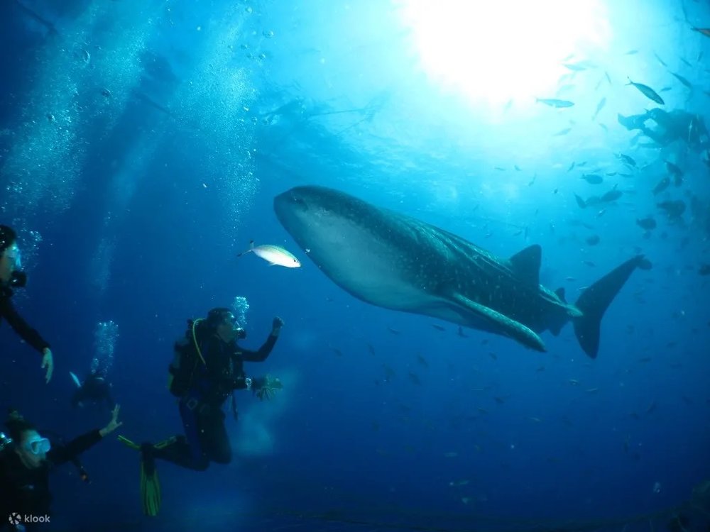 ジンベイザメと泳ぐシュノーケリング