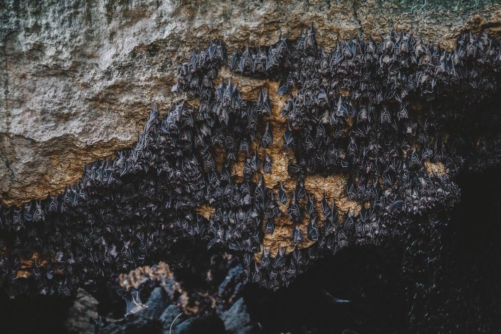 Bats in a cave