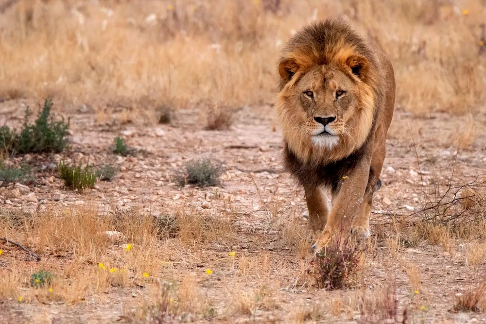Monarto Safari Park Lion