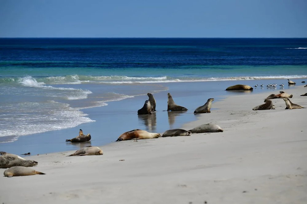 Kangaroo Island Day Tour Sea Lions