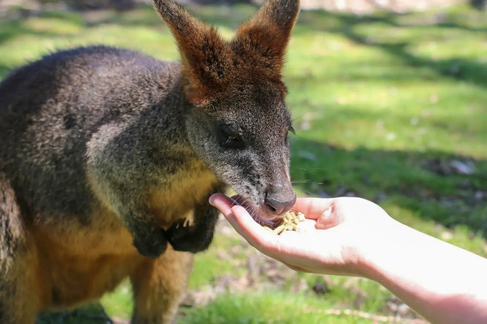 Cleland Wildlife Park Kangaroo Feeding
