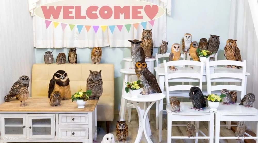 24627 アキバフクロウ 