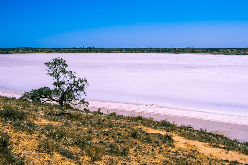pink lake crosbie at murray-sunset national park victoria australia