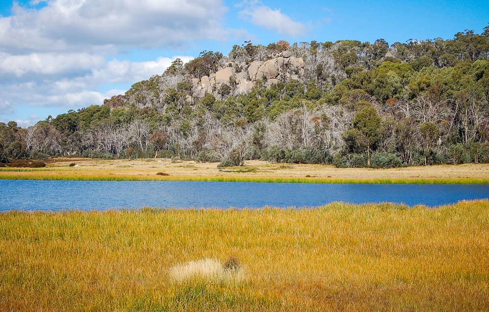 alpine grass at mount buffalo national park victoria australia