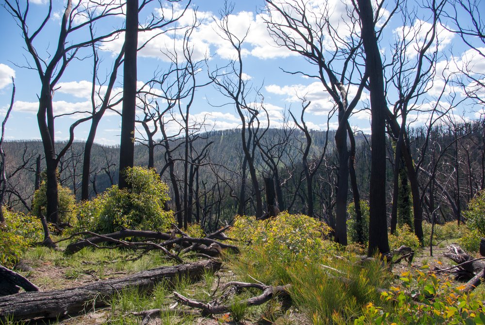 a valley at kinglake national park victoria australia