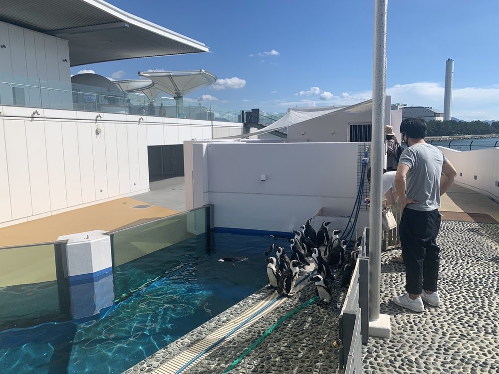 四国水族館 ペンギン フーディングタイム Shikoku Aquarium Penguin Feeding Time