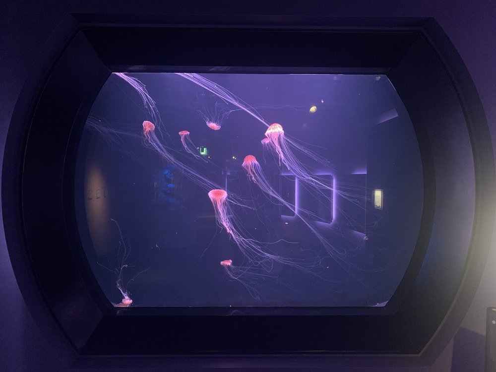 四国水族館 クラゲ Shikoku Aquarium Jellyfish