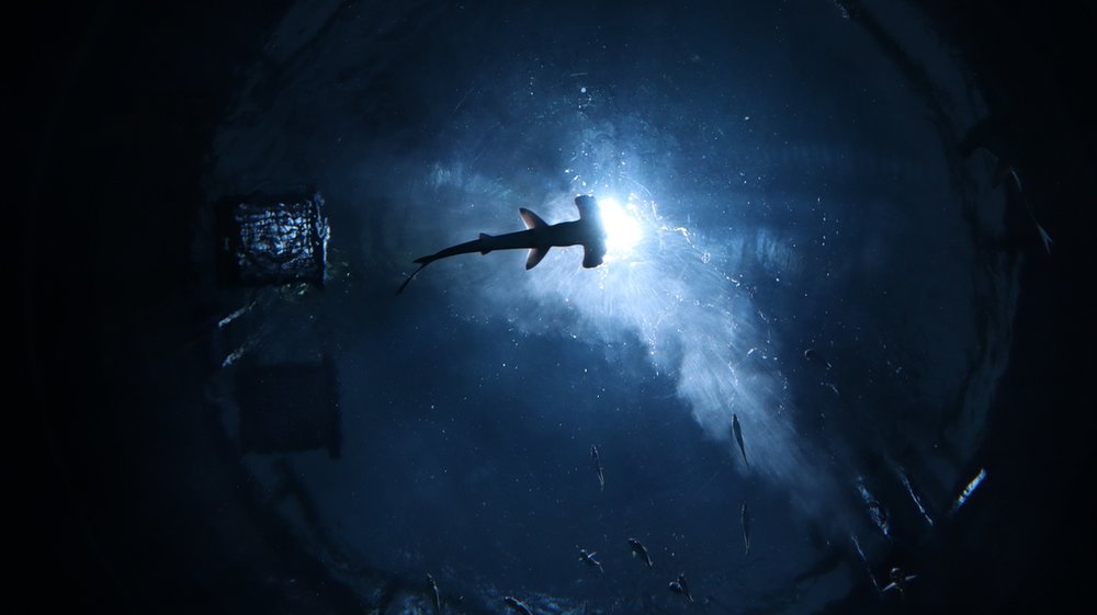 四国水族館 神無月の景 アカシュモクザメ Shikoku Aquarium Scalloped Haammerhead