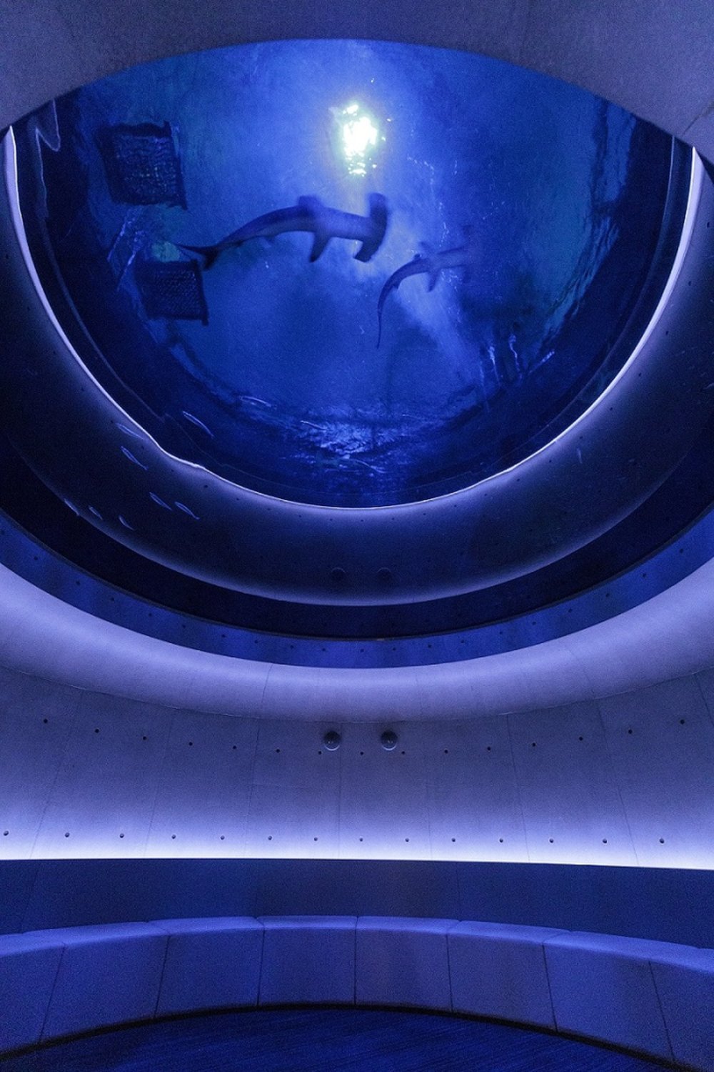 四国水族館 神無月の景 Shikoku Aquarium Sharks