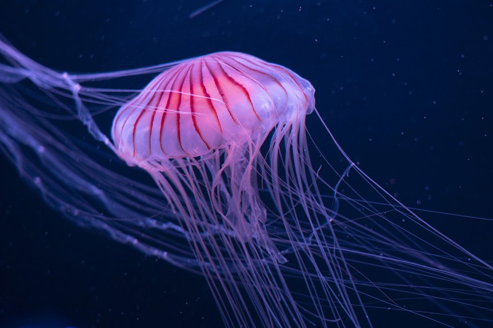 四国水族館 クラゲ Shikoku Aquarium Jellyfish