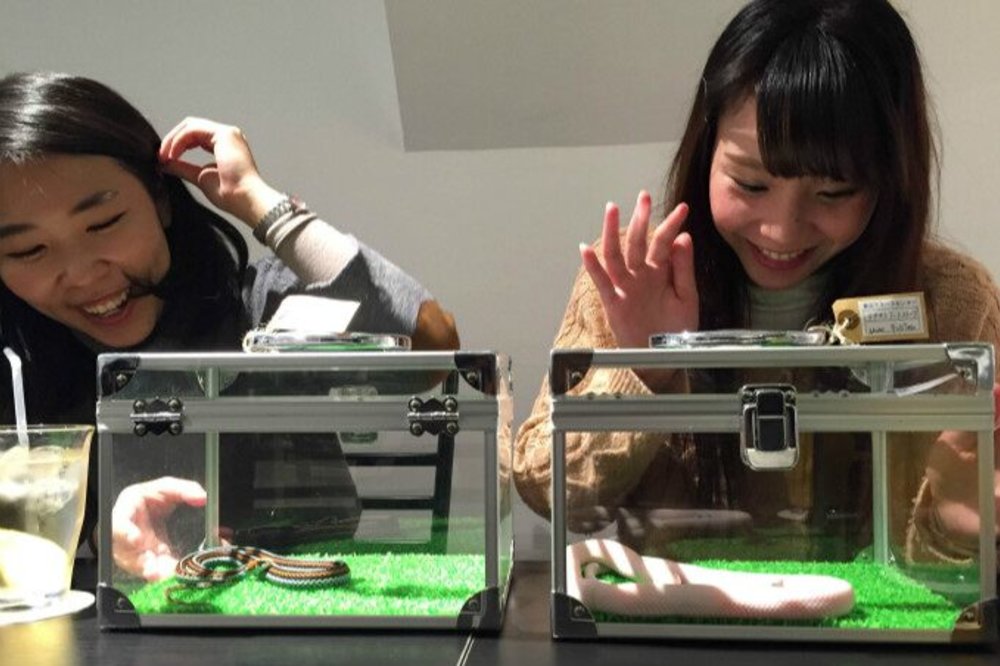 Guests at the Tokyo Snake Center looking at snakes in cages