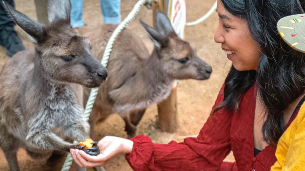 Meet adorable kangaroos and wallabies at WILD LIFE Sydney Zoo!