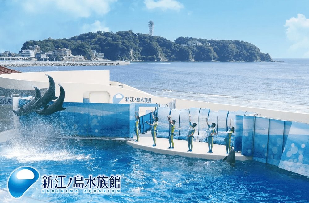 41174 新江ノ島水族館 イルカショー