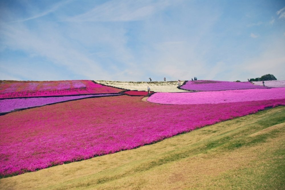 東京ドイツ村 芝桜
