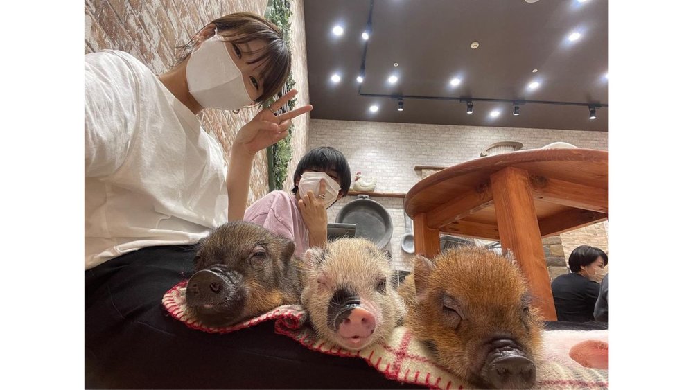 3 little pigs! Image credits: @eeeee_5u93 on Instagram