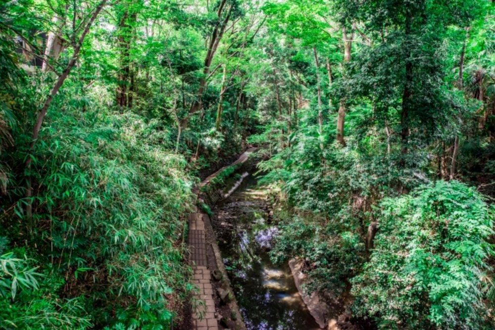 等々力渓谷 世田谷区