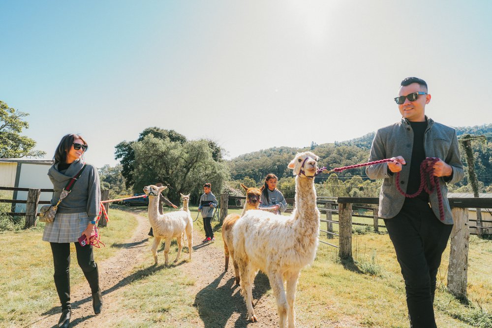 Cedar Glen Farm Alpaca Walk Gold Coast
