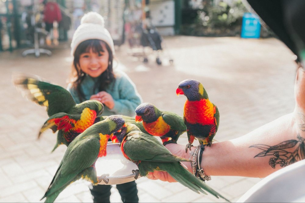  Currumbin Wildlife Sanctuary parrots