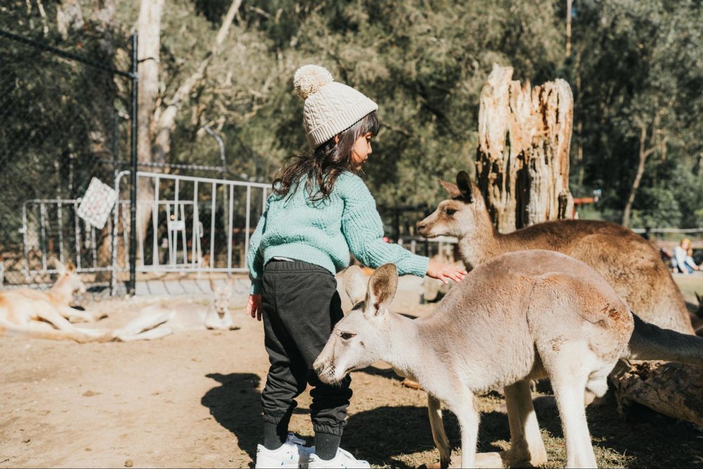 Currumbin Wildlife Kangaroos