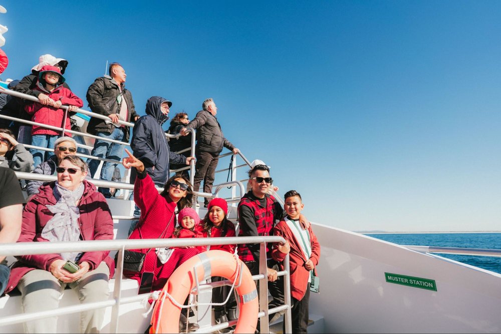 whale watching gold coast 