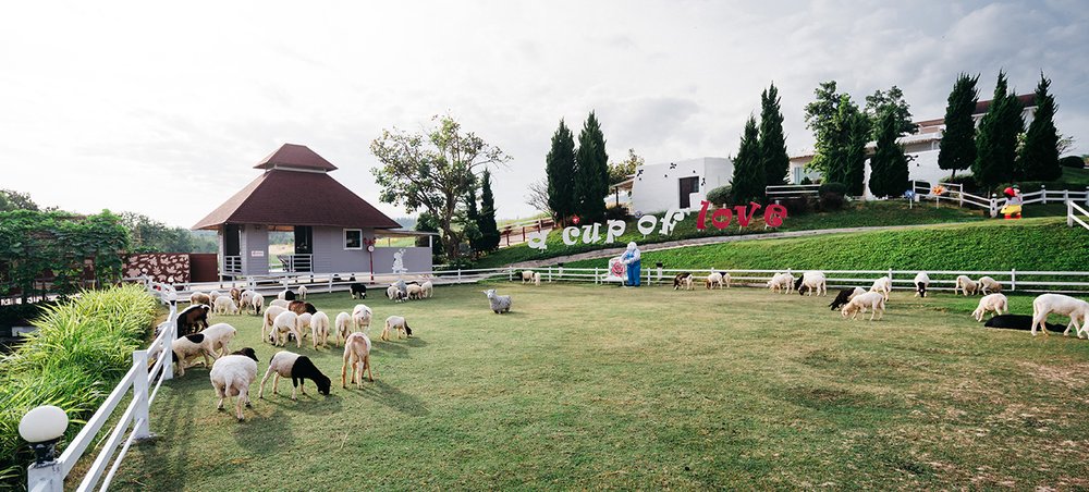 a cup of love khao yai