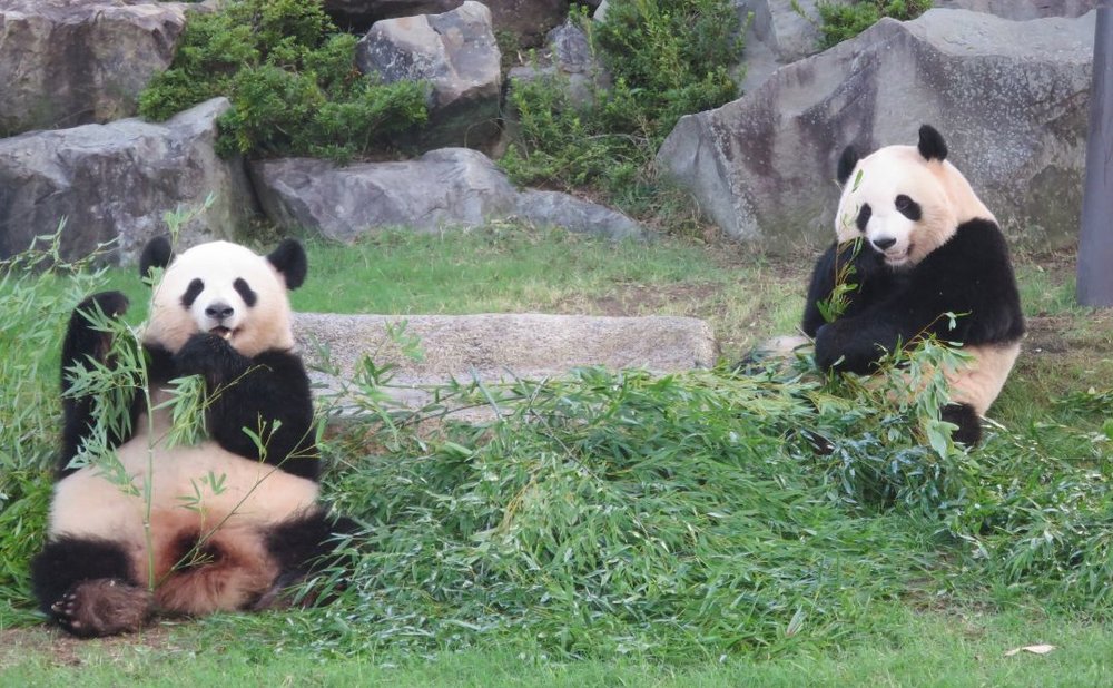 アドベンチャーワールド(和歌山)のパンダ