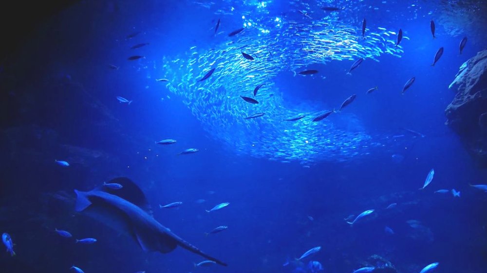 京都水族館 水槽