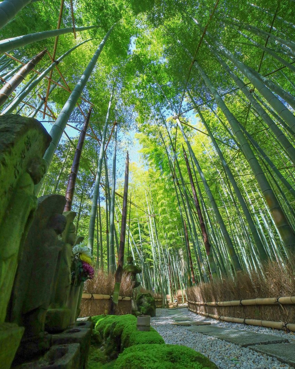 報国寺 竹の庭（神奈川県鎌倉市）Bamboo Grove Kanagawa