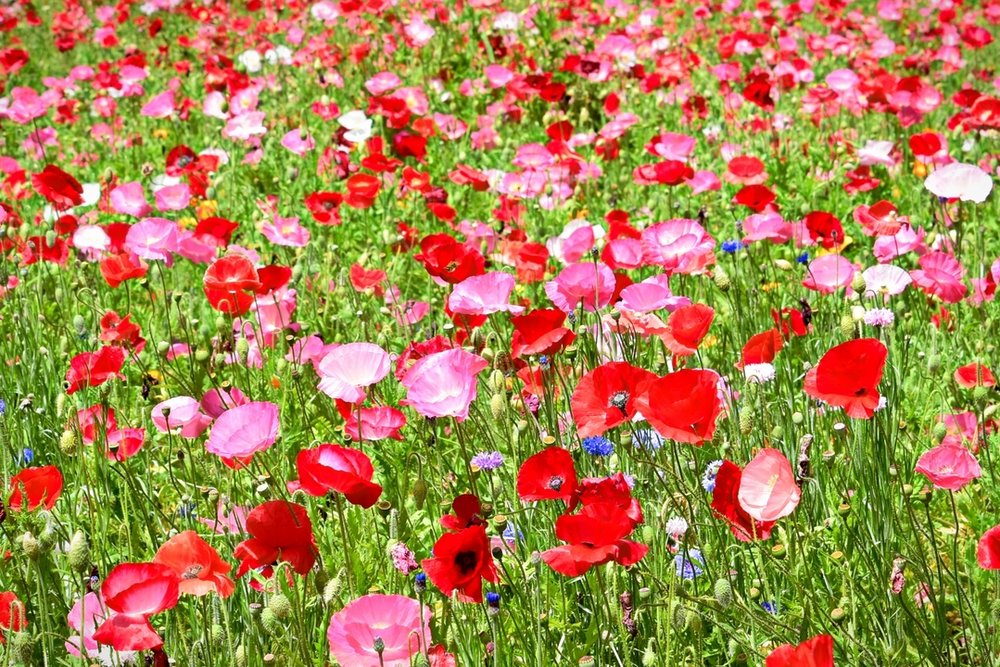 くりはま花の国 神奈川 ポピー