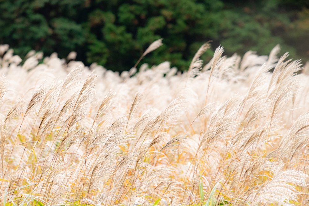 仙石原すすき草原
