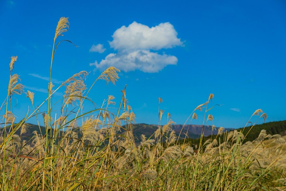仙石原すすき草原