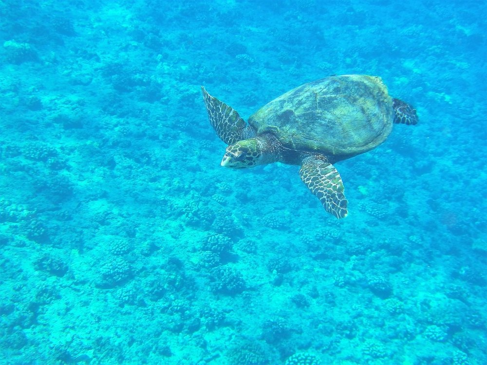  ハナウマベイ Hanauma Bay Turtle