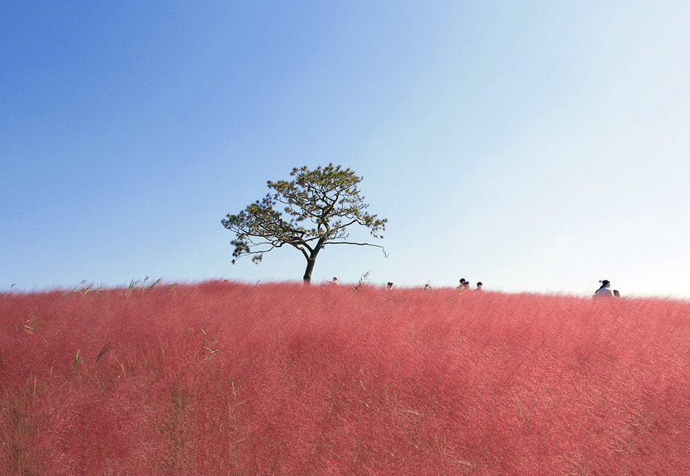 อันซองฟาร์ม - Anseong Farmland (Pink muhly grass)