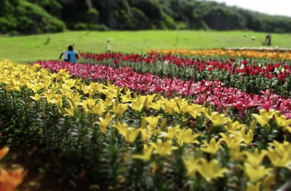 Lily Field Park　沖縄離島8選本編 Okirip