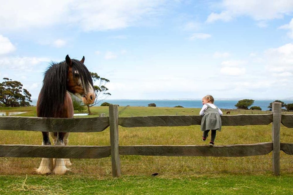 Kid climbing up the fence on Churchill Island