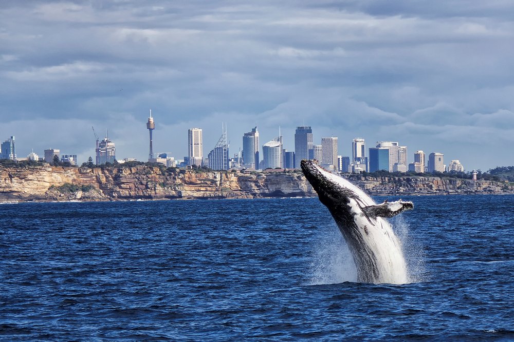 Photo of a whale swimming