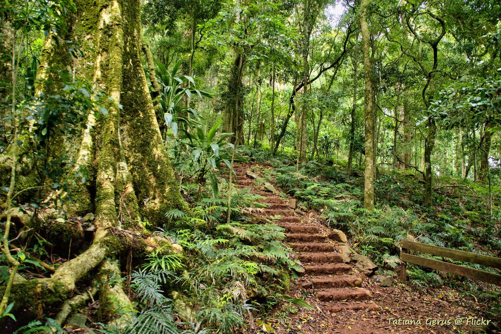 Greenery on Bunya Mountains