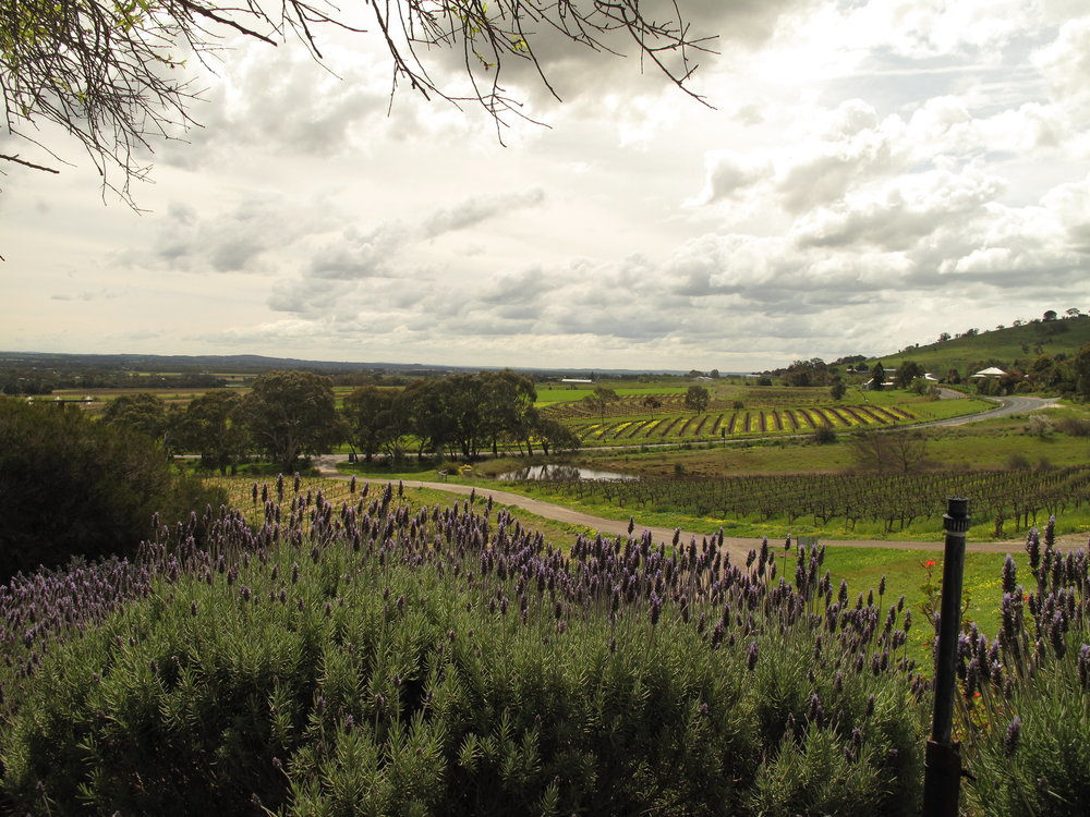 View of the greenery and land on Barossa Valley