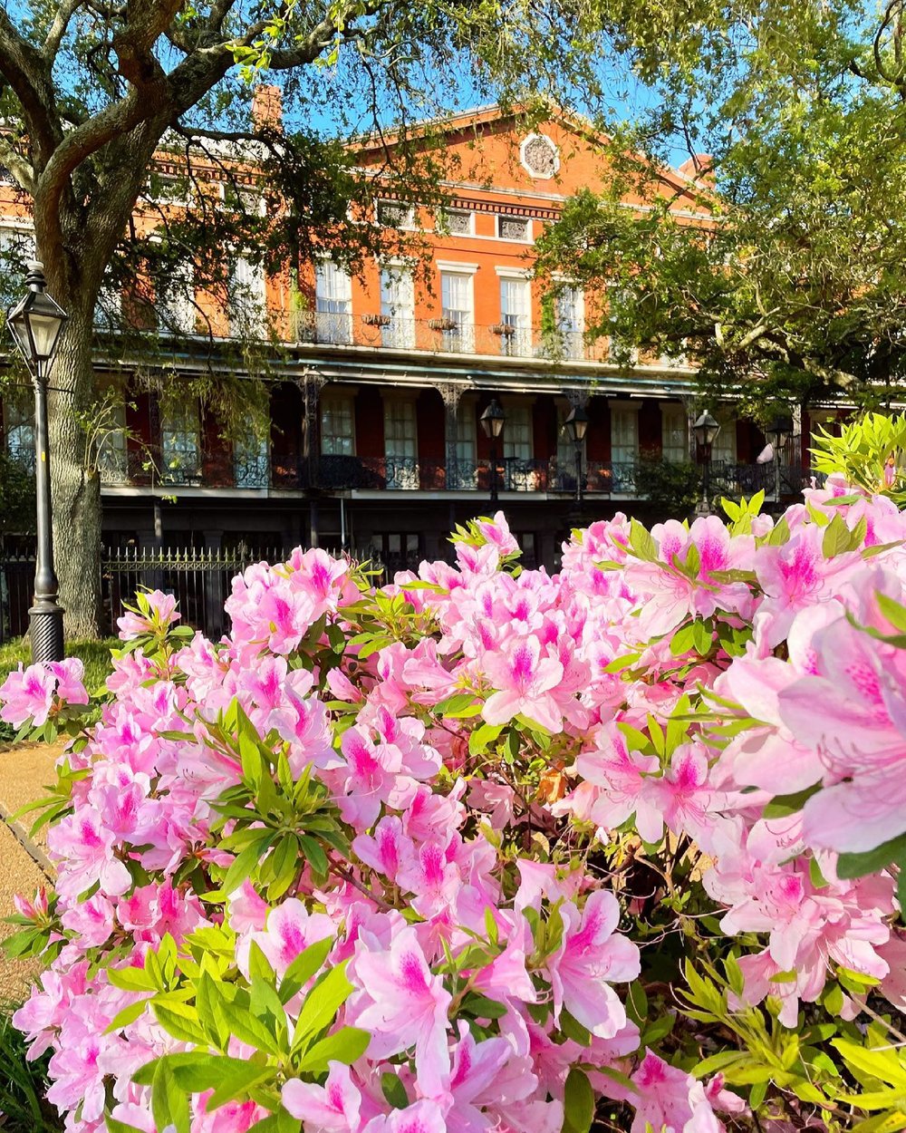 Flowers in Jackson Square New Orleans