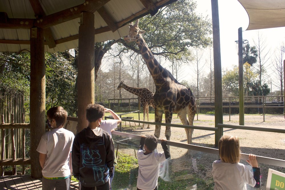Kids watching giraffe in Audubon Zoo New Orleans