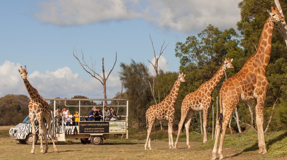 Werribee Open Range Zoo best thing to do in Melbourne