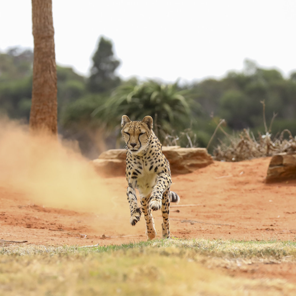 Werribee Open Range Zoo best place to visit Melbourne