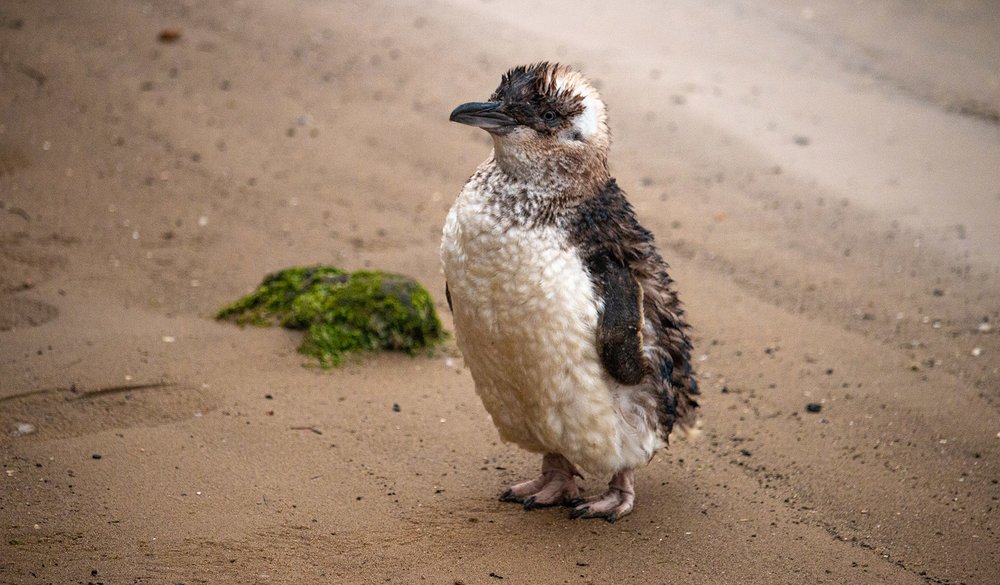 Little Penguins at St Kilda Pier Melbourne