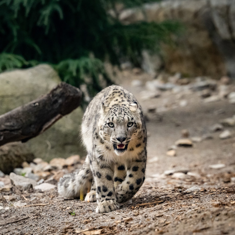 Melbourne Zoo best place to visit in Melbourne