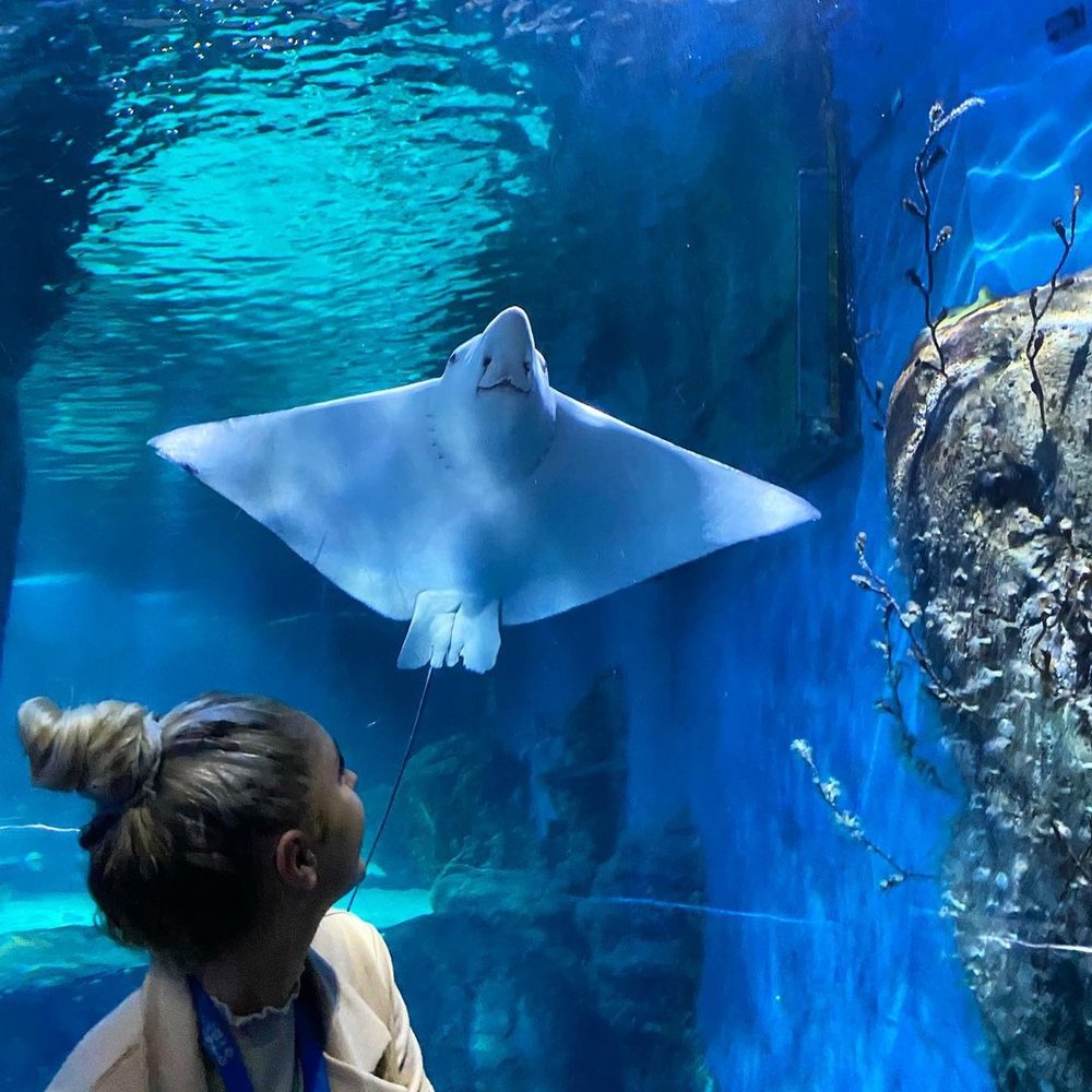 SEA LIFE Melbourne Aquarium best thing to do in Melbourne