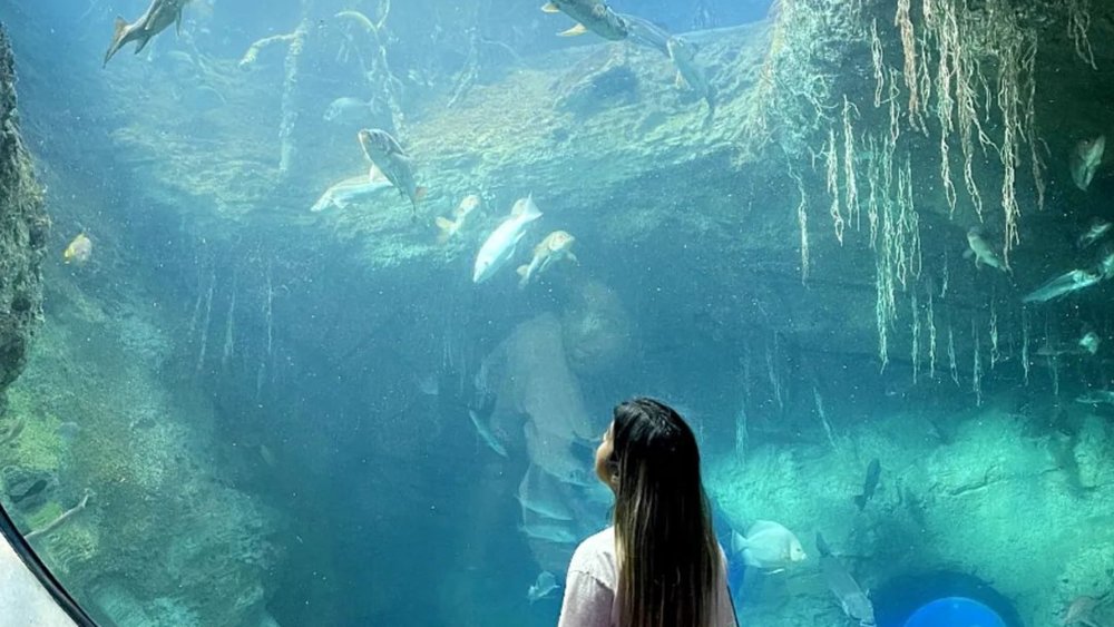 Marvel at various kinds of fish at the Phillip and Patricia Frost Museum of Science! Credit: miss_wong98